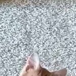 うちの子はどんなオモチャよりコレが好き。ボク、何かしましたか？ → 目を離すと床はこの有様です… のサムネイル画像