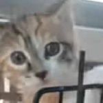 子ネコをはじめて病院に連れて行く。何かを察したのかな？ → 子猫は自分でこうします… のサムネイル画像