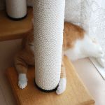 カーテン裏から猫。 のサムネイル画像