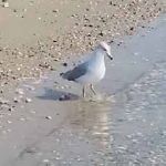 波打ち際に１羽のカモメがいた。何それカワイイ♪ → 陽気にこうします… のサムネイル画像