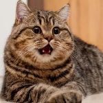 【画像】猫が上に乗ってて動けないんやが のサムネイル画像