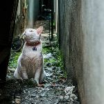 【戦慄】ベトナム人の男達、『ネコ』にとんでもない事をしてしまう・・・・ のサムネイル画像