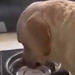 彼女が水を飲んでいた。これが気品というものか → 完璧な作法はこちらです… のサムネイル画像