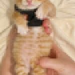 【癒やし】「赤ちゃん猫ぽんぽん検定一級試験を始めます」→ 飼い主たちが自慢の“ぽんぽん（お腹）”写真を続々提出してTLが天国に！ のサムネイル画像