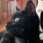 かわいい彼女の動画をアプリで編集していた。ちょっと遊んでみた → こうなります… のサムネイル画像