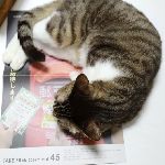 読ませぬ猫と配膳猫。 のサムネイル画像