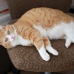 猫が椅子を返す理由。 のサムネイル画像