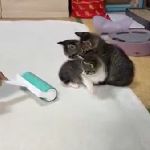 コロコロに襲われる赤ちゃんネコ達　かわいい のサムネイル画像