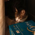 猫の隠れ家、復活。 のサムネイル画像