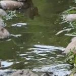可愛い子が小川を覗き込んでいた。流れる落ち葉を見ているのかな？ → 違いました… のサムネイル画像