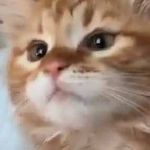 かわいい子の前髪にゴミが付いていた。取りたいのに取れない！ → 気になる彼女はこんな様子です… のサムネイル画像